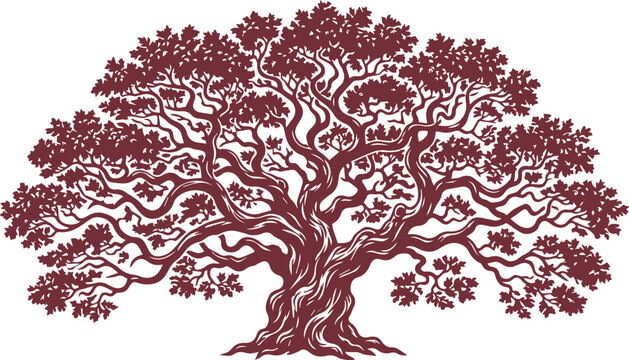 Vintage oak tree illustration, majestic old tree with spreading branches, burgundy hand drawn botanical vector, rustic nature emblem for winery logo isolated PNG with Transparent Background