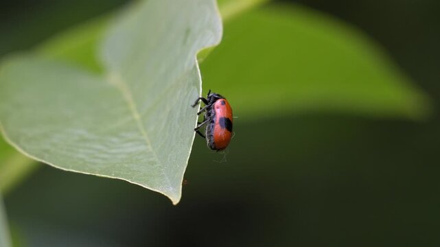 Spotted Beetle Moving on a Walnut Leaf - 4K Wildlife Slow Motion Shot