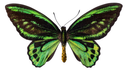 Ornithoptera priamus butterfly with green and black wings © Laura