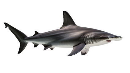 Fototapeta premium Hammerhead Shark Profile View
