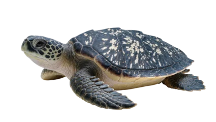 Fototapeten Schildkröte Green sea turtle with patterned shell on white  © Laura