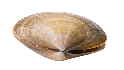 Single clam shell with textured surface and visible interior © Laura