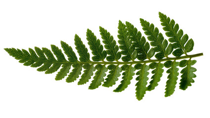 Green fern frond with serrated edges and detailed veins © Laura