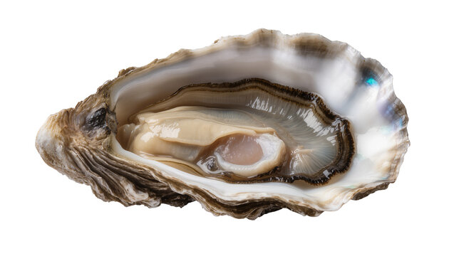 Fresh oyster with glistening meat inside rough shell