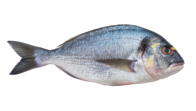 Whole raw sea bream fish with silver scales and yellow accents
