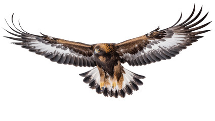 Obraz premium Golden eagle with wings spread wide in flight