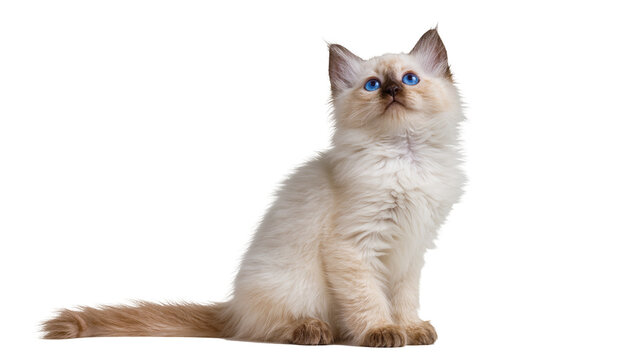 Fluffy Ragdoll kitten with bright blue eyes looking up