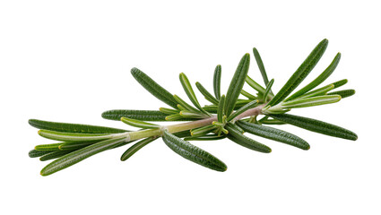 Fototapeta premium Rosemary herb sprig with green needle-like leaves