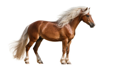 Brown horse with flowing white mane and tail standing © Laura