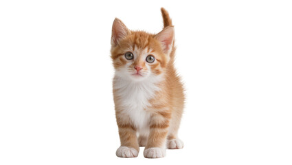 Orange tabby kitten with blue eyes standing © Laura