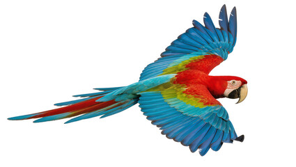 Obraz premium Scarlet Macaw parrot flying with spread wings, vibrant colors