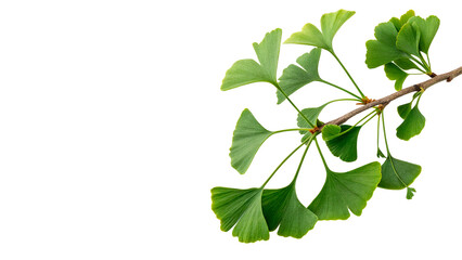 Small green branch of ginkgo biloba herb leaves fresh isolated on transparent background © kalash-png