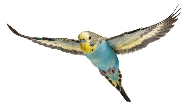 Budgerigar bird in flight with wings spread