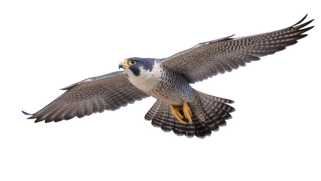 Peregrine falcon in flight with wings spread