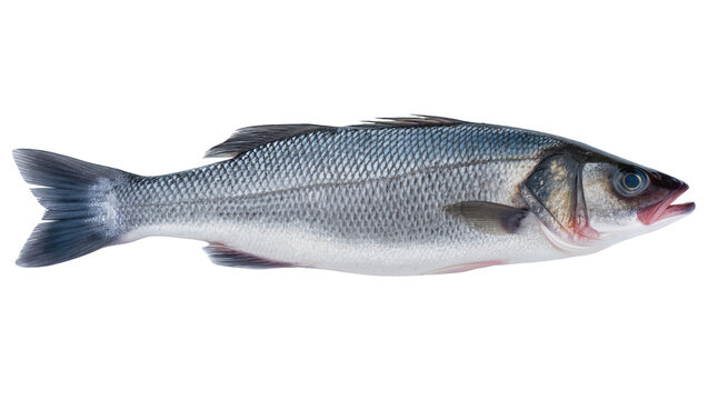 European Sea Bass fish Dicentrarchus labrax raw whole fresh, uncooked