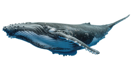 Humpback whale swimming underwater with white spots © Laura