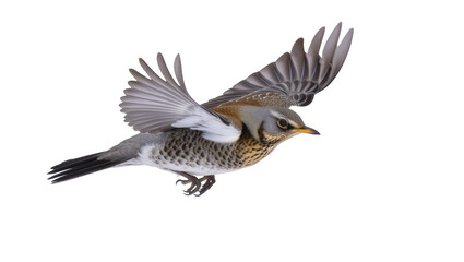 Fototapeta premium Fieldfare bird in flight with wings spread wide