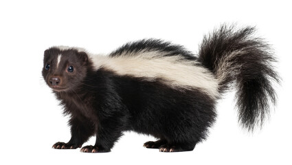 Fototapeta premium Striped skunk with bushy tail and white stripe on back