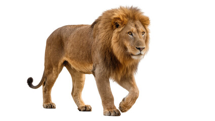Majestic male lion with full mane walking forward © Jonas
