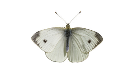 White butterfly with black spots on wings © Jonas