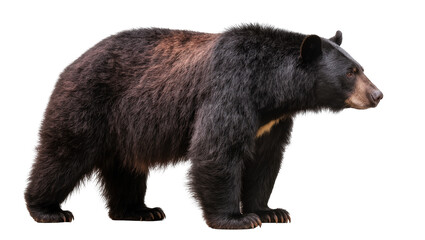 Black bear with brown fur patches standing profile view © Lena