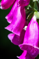 White crab spider camouflaging in vibrant foxglove flowers © Barosanu