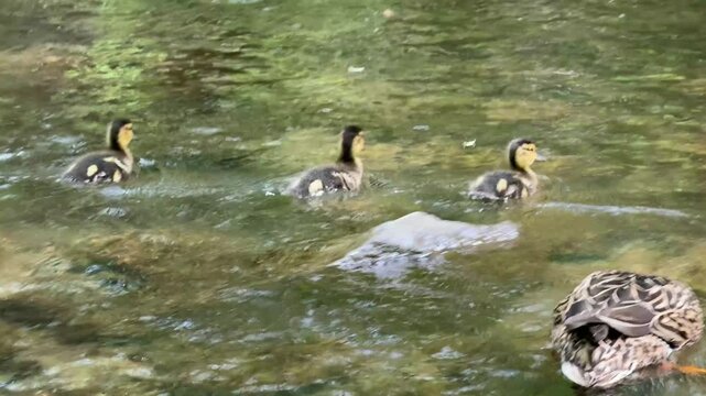 caneton colvert dans une rivi&egrave;re, Qu&eacute;bec, Canada