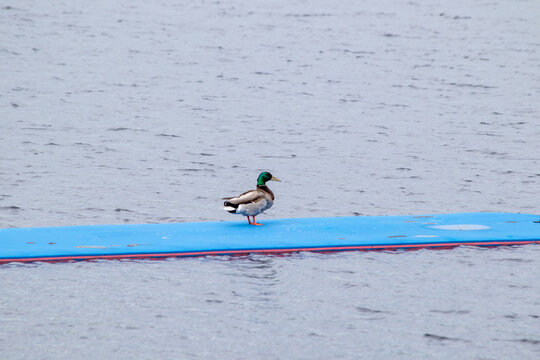 A solitary male mallard stands on a bright blue floating mat in calm lake water, creating a peaceful, minimalist wildlife scene with gentle ripples and soft overcast lighting.
