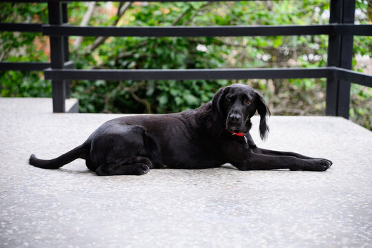 Black Flat-coated Retriever Mix Dog Lying on Terrace. Loyal Labrador Crossbreed Pet. Concept of pet adoption, animal loyalty,Domestic Animal Friendship, Veterinary Health and Pet Ownership Concept
