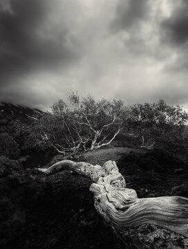 Twisted Root on Volcanic Landscape of Mount Etna