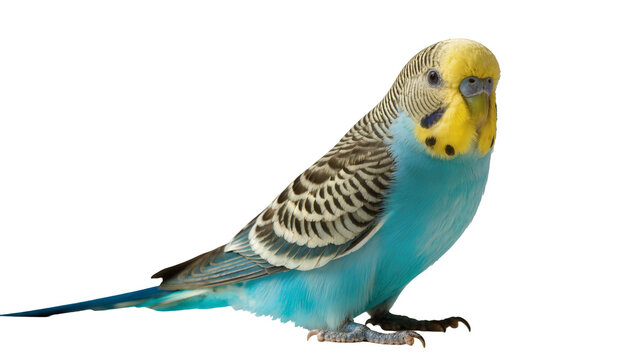 Blue and yellow budgerigar parrot perched