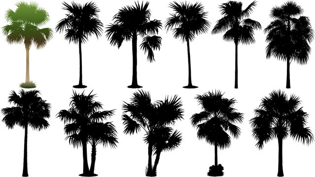 Vector set of Florida thatch palm silhouettes with slim trunks and lush fan crowns, designed in black solid style for tropical scenes, coastal designs, and professional artwork.