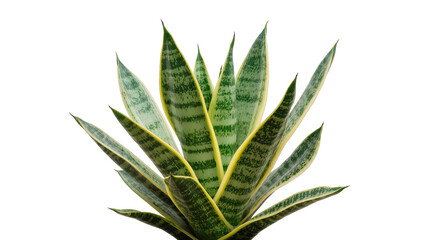 Fototapeta premium Sansevieria trifasciata plant with green and yellow striped leaves