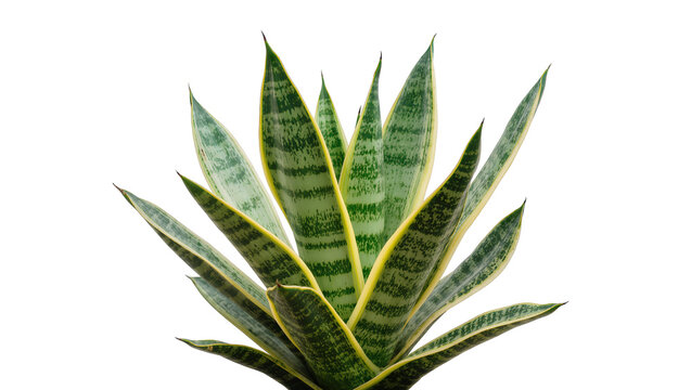 Sansevieria trifasciata plant with green and yellow striped leaves