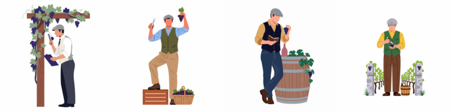 Vector illustration set featuring a male winemaker harvesting, inspecting grapes, and managing wine production in various vineyard settings.