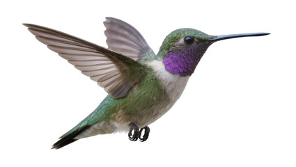 Naklejka premium Hummingbird with iridescent green feathers and purple throat in flight