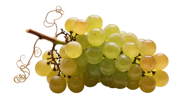 Green and yellow grapes cluster with tendrils