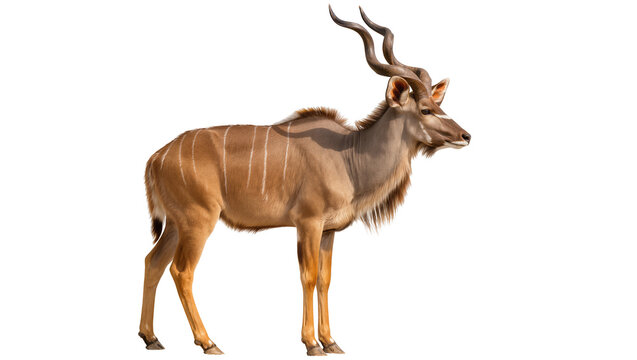 Greater Kudu male antelope with spiral horns standing profile