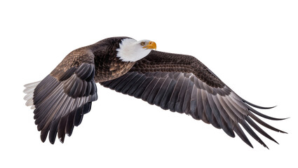 Obraz premium Bald eagle bird with spread wings flying