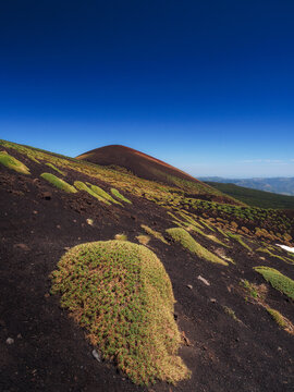 Volcanic Landscape with Vegetation on Mount Etna