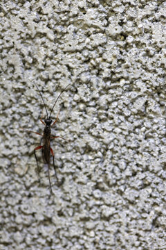 Black ichneumon wasp resting on concrete wall
