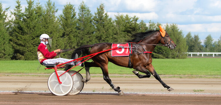 Horse. Equestrian sport. Trotter race. Jockey. Harness racing. Hippodrome