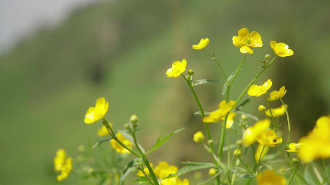 Side view of yellow alpine buttercup flowers blowing in the wind on a green mountain slope.
