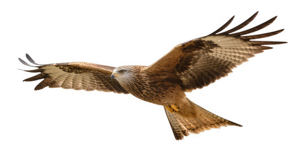 Red Kite bird flying with wings spread wide © Lena