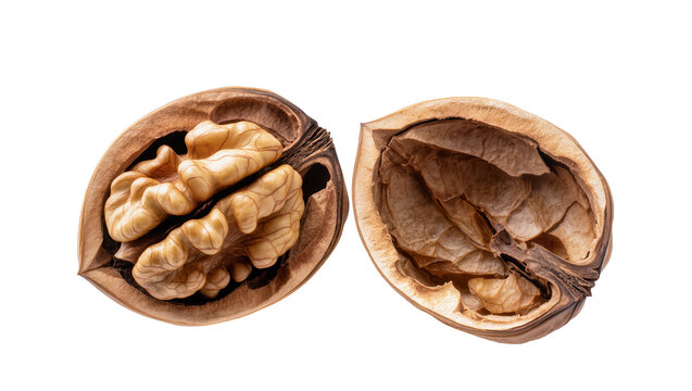 Walnut half with kernel and empty shell halves