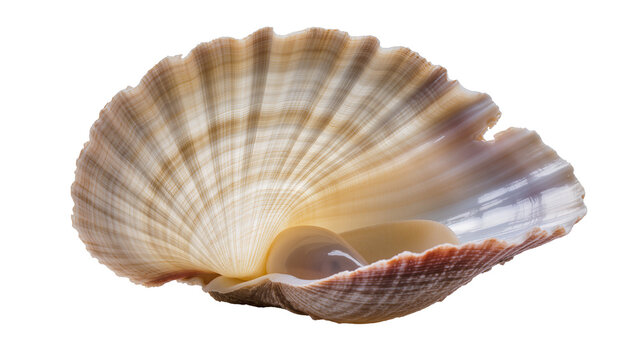 Scallop shell with pearl inside