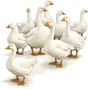 Anser anser domesticus illustration art