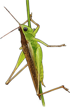 Conocephalus fuscus illustration art