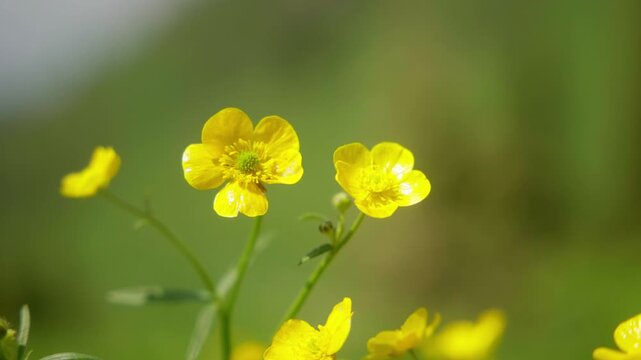 Extreme close up of yellow alpine wildflowers with selective focus on a blurred green background.
На русском: