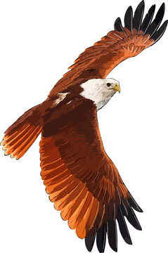 Haliastur indus illustration art